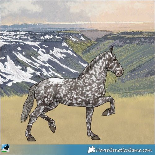 Horse Color:Liver Chestnut Mushroom Appaloosa 