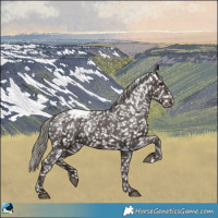 Horse Color:Liver Chestnut Mushroom Appaloosa 