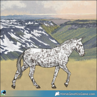 Horse Color:Liver Chestnut Mushroom Appaloosa