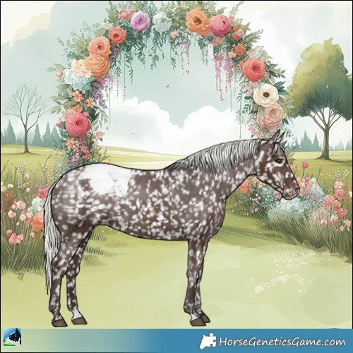 Horse Color:Liver Chestnut Mushroom Appaloosa 