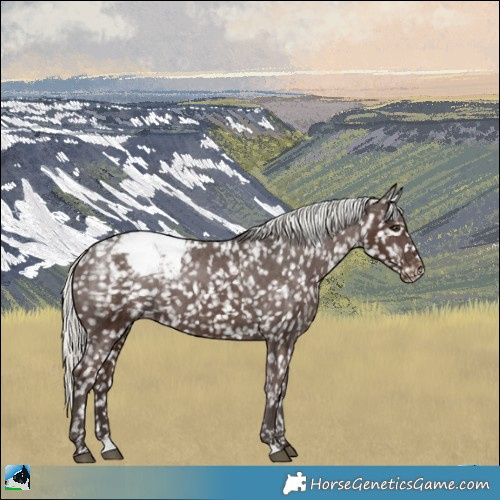 Horse Color:Liver Chestnut Mushroom Appaloosa
