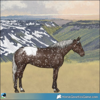 Horse Color:Liver Chestnut Mushroom Appaloosa