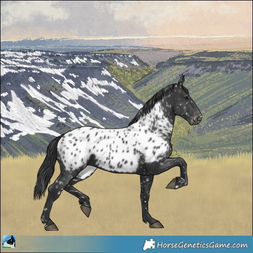 Horse Color:Black Appaloosa