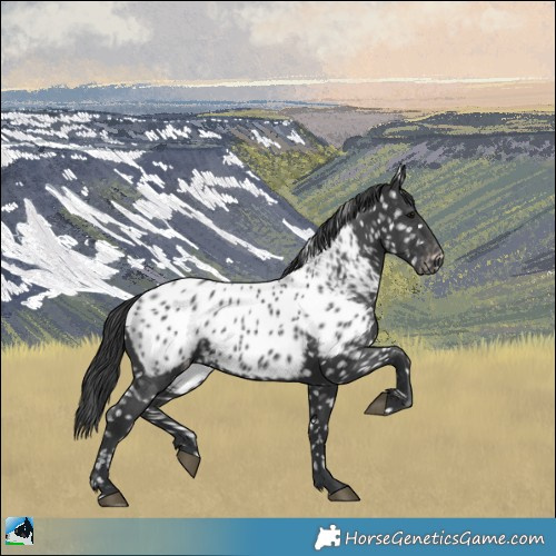Horse Color:Black Appaloosa 