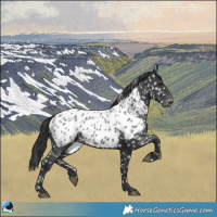 Horse Color:Black Appaloosa 