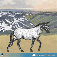 Horse Color:Black Near Leopard