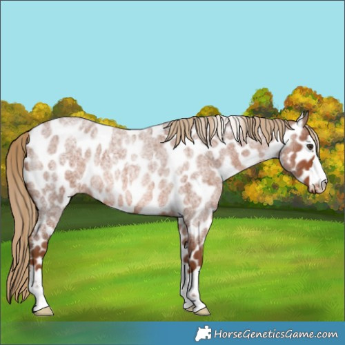 Horse Color:Red Roan Appaloosa Rabicano 