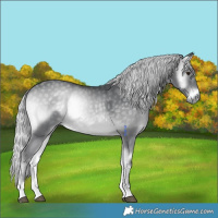 Horse Color:Silver Blue Onyx Chinchilla 