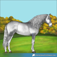Horse Color:Silver Blue Onyx Chinchilla 