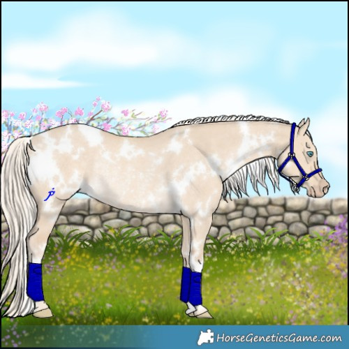 Horse Color:White Spotted Cremello Dun Rabicano 