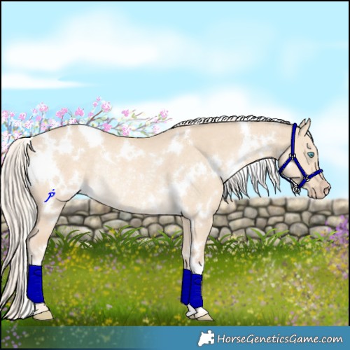 Horse Color:White Spotted Cremello Dun Rabicano