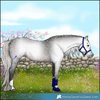 Horse Color:Gray Silver Brown Tobiano 
