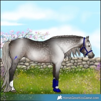Horse Color:Gray Silver Brown Tobiano