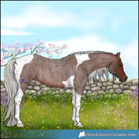 Horse Color:Silver Brown Roan Tobiano Rabicano