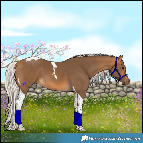 Horse Color:Silver Buckskin Tobiano