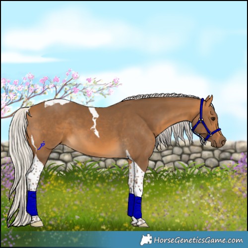 Horse Color:Silver Buckskin Tobiano