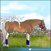 Horse Color:Silver Buckskin Tobiano 