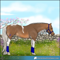 Horse Color:Silver Buckskin Tobiano 