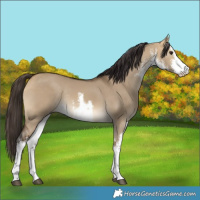 Horse Color:White Spotted Buckskin Dun Rabicano
