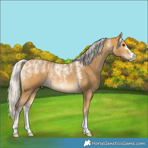 Horse Color:Powder White Silver Buckskin Rabicano 