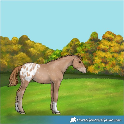 Horse Color:Black Pearl Appaloosa