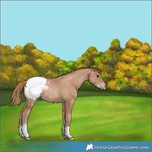 Horse Color:Black Pearl Appaloosa