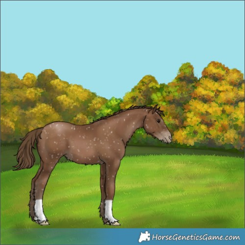 Horse Color:Gray Black Pearl Appaloosa