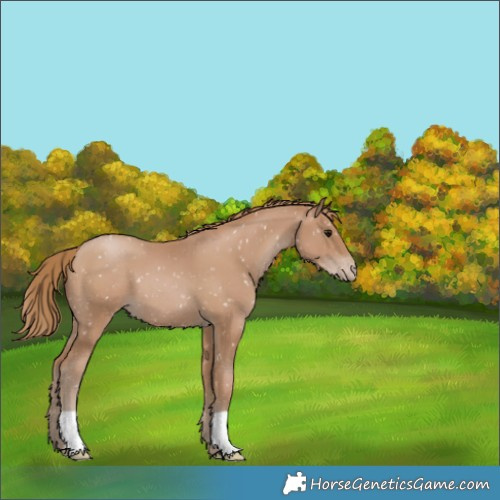 Horse Color:Black Pearl Appaloosa 