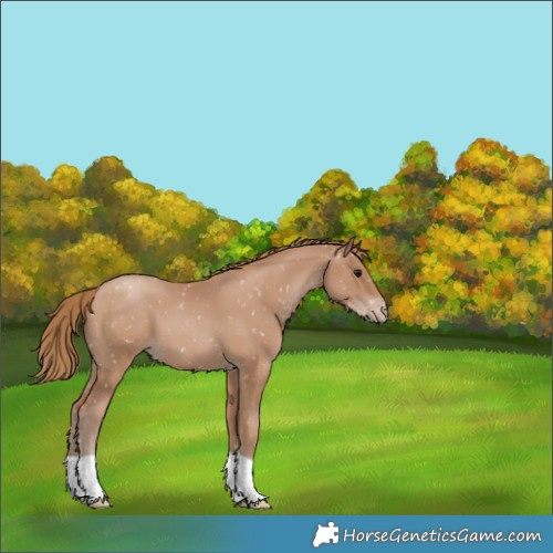 Horse Color:Black Pearl Appaloosa