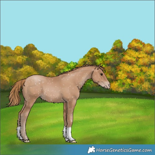 Horse Color:Black Pearl Appaloosa