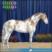 Horse Color:White Spotted Chocolate Palomino Sabino 