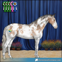 Horse Color:White Spotted Chocolate Palomino Sabino 