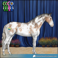 Horse Color:White Spotted Chocolate Palomino Sabino 