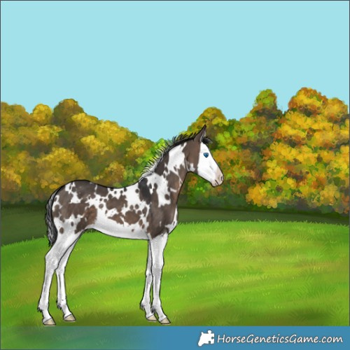 Horse Color:White Spotted Brown Dun Splash Varnish 