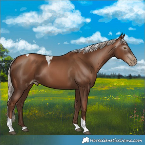 Horse Color:Gray Silver Black Pearl Tobiano