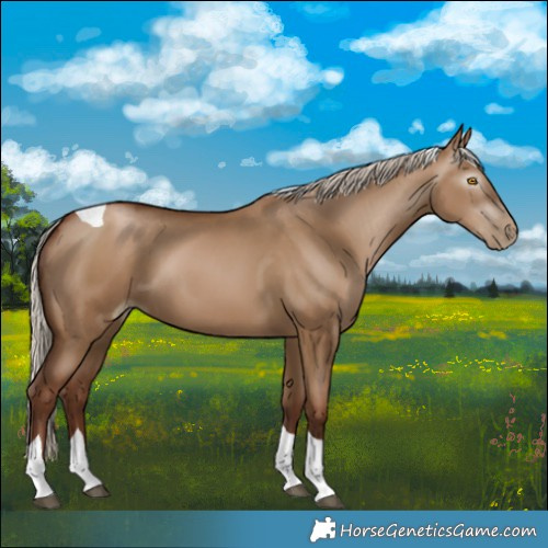 Horse Color:Gray Silver Grullo Pearl Tobiano