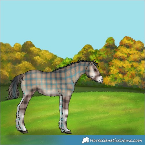 Horse Color:Plaid  Blue Onyx 