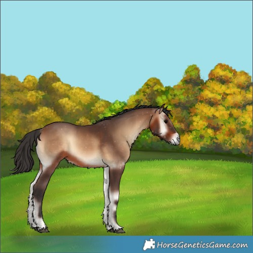 Horse Color:Brown Onyx 