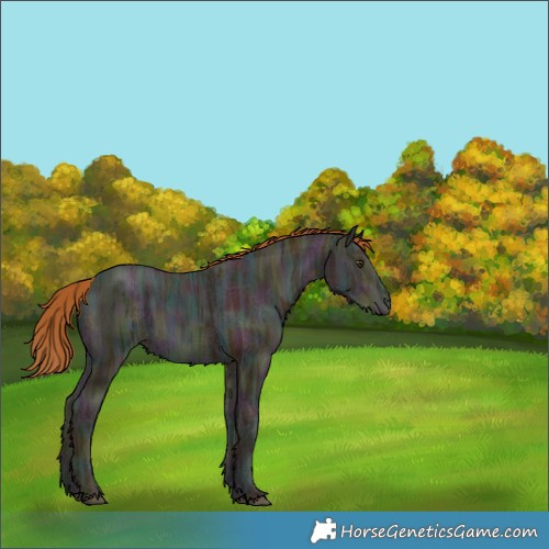 Horse Color:Midnight Chestnut Ice Rabicano 