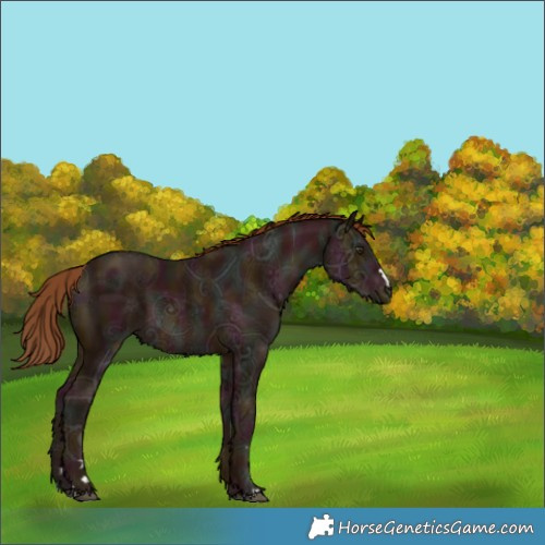 Horse Color:Midnight Chestnut Ice 