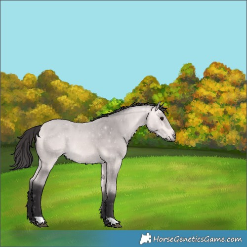 Horse Color:Platinum Buckskin 