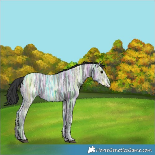 Horse Color:Black Ice Rabicano 