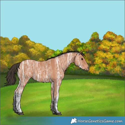 Horse Color:Bay Ice Rabicano 