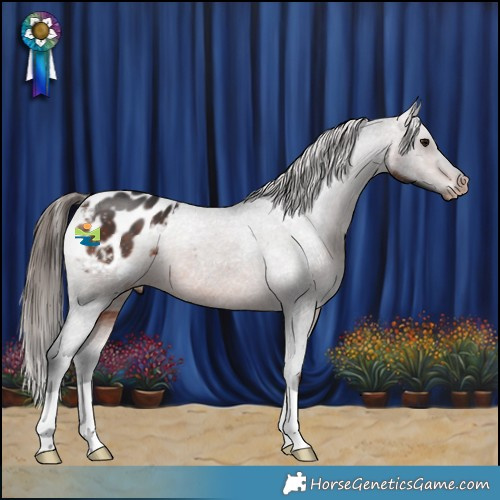 Horse Color:Brown Appaloosa 