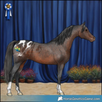 Horse Color:Brown Appaloosa 