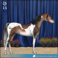 Horse Color:Bay Tobiano 