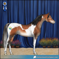 Horse Color:Bay Tobiano 