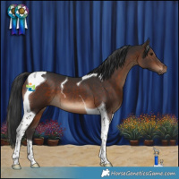 Horse Color:Brown Tobiano 