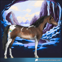 Horse Color:Brown Tobiano 