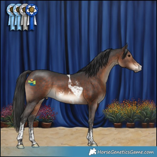 Horse Color:Brown Sabino Tobiano 